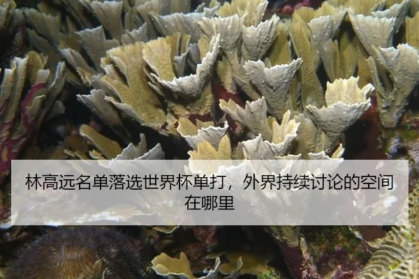 lin-gao-yuan-ming-dan-luo-xuan-shi-jie-bei-dan-da-wai-jie-chi-xu-tao-lun-de-kong-jian-zai-na-li-2-140.jpg